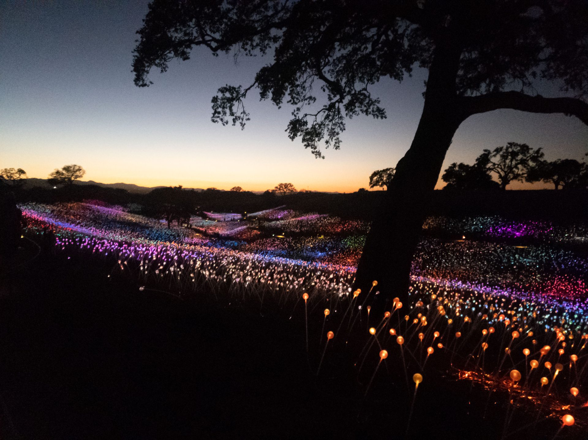 Sensorio Field of Lights in Paso Robles, California